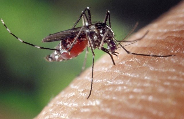 7 domowych sposobów na ukąszenia komara