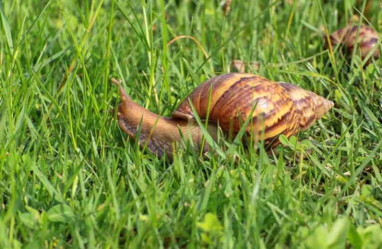 Jak szkodliwe są ślimaki w ogrodzie i w jaki sposób niszczą rośliny