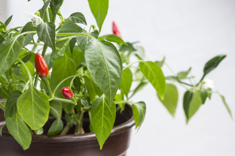 Jak uprawiać paprykę chili w doniczce na balkonie i w ogrodzie