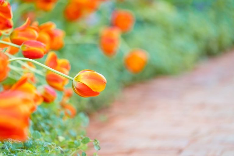 Kwiaty w odcieniach pomarańczu w ogrodzie – jakie rośliny posadzić, aby cieszyć się pięknymi kwiatami w tym kolorze?