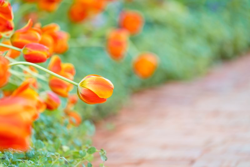 Kwiaty w odcieniach pomarańczu w ogrodzie - jakie rośliny posadzić, aby cieszyć się pięknymi kwiatami w tym kolorze?