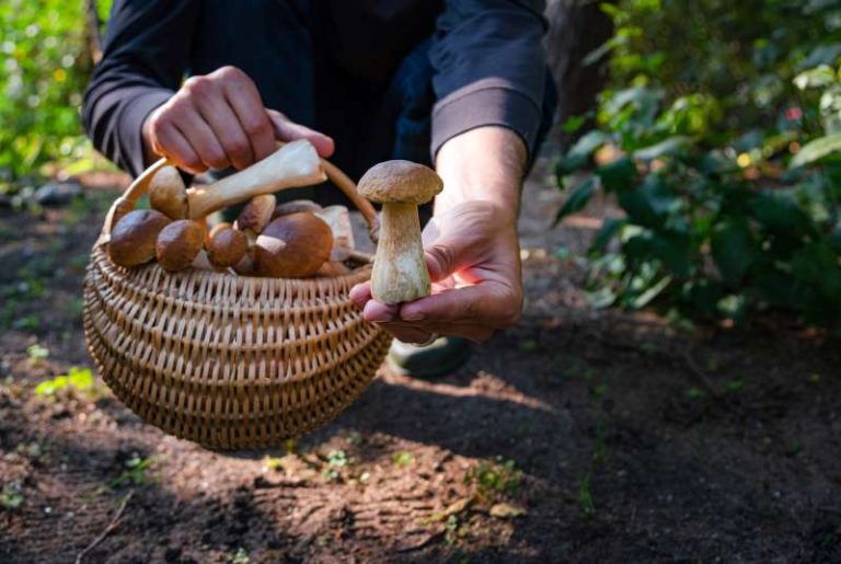 Polacy wyruszają na poszukiwanie grzybów – jakie okazy zbierają?