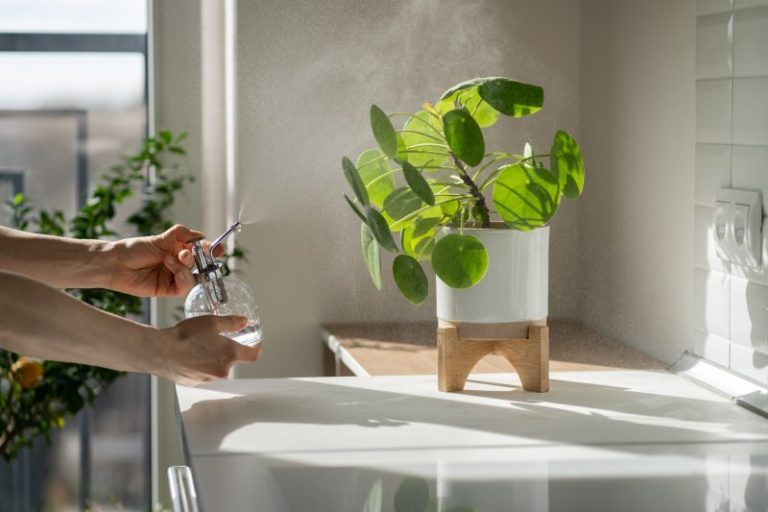 Rośliny doniczkowe idealne do łazienki – jakie kwiaty doniczkowe sprawdzą się w łazience?